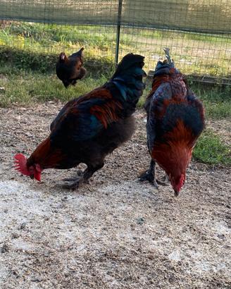 Marans nero ramato
