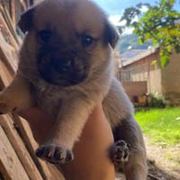 6 cuccioli razza meticcia aspettano una casa ?