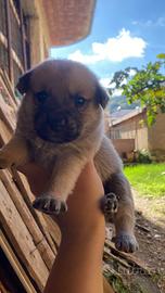 6 cuccioli razza meticcia aspettano una casa ?