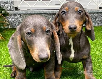 Cuccioli bassotti maschi e femme cioco e blu