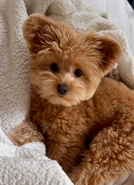 POMAPOO volpino di pomerania per barboncino toy