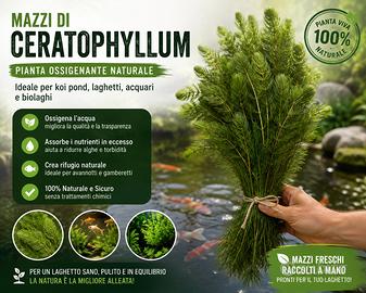Mazzi di ceratophyllum