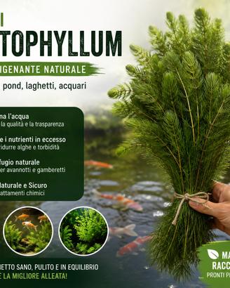 Mazzi di ceratophyllum