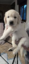 Cuccioli di Golden retriever