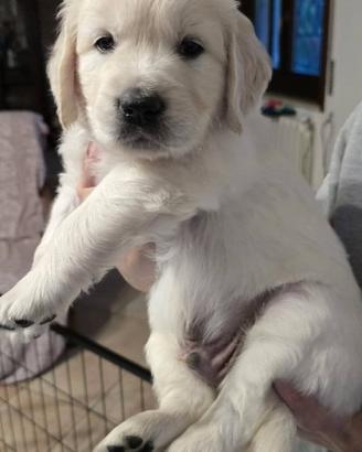 Cuccioli di Golden retriever