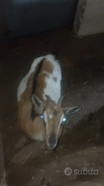 Capretta pronta al parto