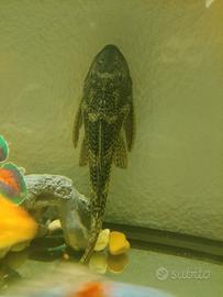 Pesce pulitore