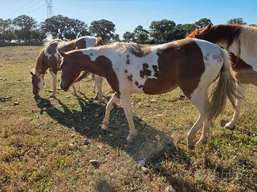 Puledra Paint Horse omozigote