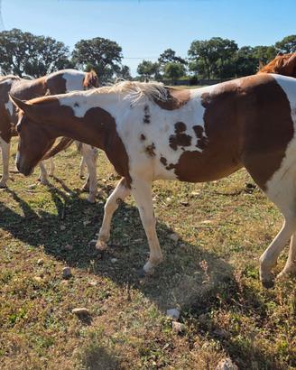 Puledra Paint Horse omozigote
