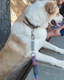 Pastore del Asia centrale femmina