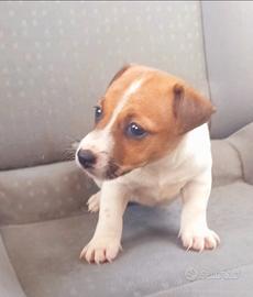 Jack russell con pedigree