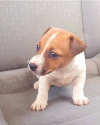 Jack russell con pedigree