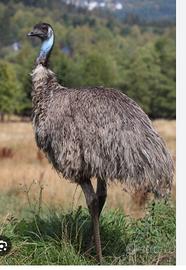 Femmina di emu