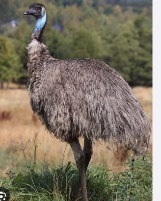 Femmina di emu