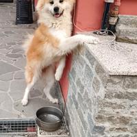 Meravigliosa Akita cucciolona in adozione