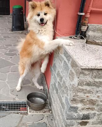 Meravigliosa Akita cucciolona in adozione