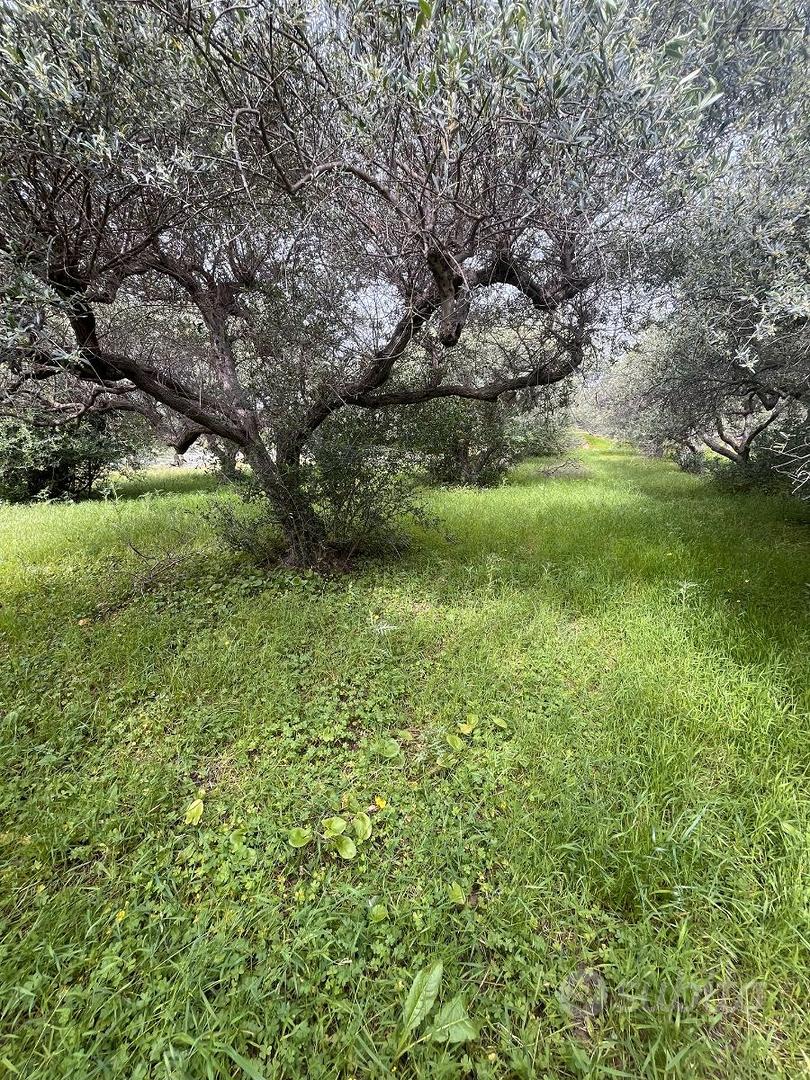 V/1256 Terreno agricolo - Vista 2