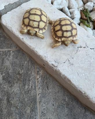 Sulcata tartaruga africana