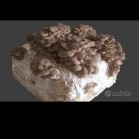 balletta funghi