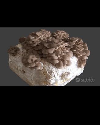 balletta funghi
