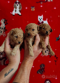 Cuccioli di barboncino MINI TOY