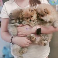 Spitz di Pomerania nano