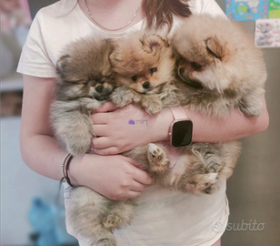 Spitz di Pomerania nano