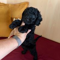 Cucciola di barboncino nero