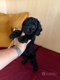 Cucciola di barboncino nero