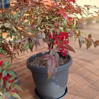 Pianta Nandina su vaso