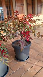 Pianta Nandina su vaso