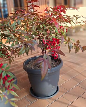 Pianta Nandina su vaso