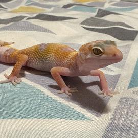 Geco leopardino