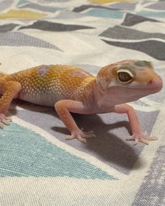 Geco leopardino