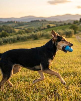 Cucciolona mix german pinscher in adozione