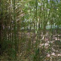Canne di bambu 4 Euro l'una 