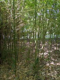 Canne di bambu 4 Euro l'una 