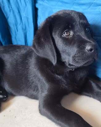 Labrador