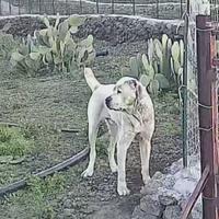 Cuccioli di pastori dell'asia centrare