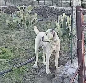 Cuccioli di pastori dell'asia centrare