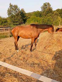 cavallo s.f. 