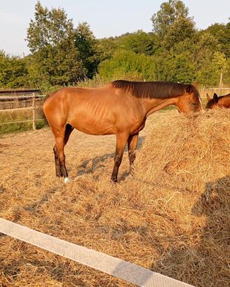 cavallo s.f. 