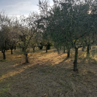 Alberi di ulivo