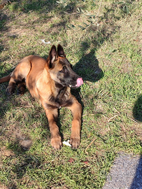 Cuccioli di pastore belga malinois