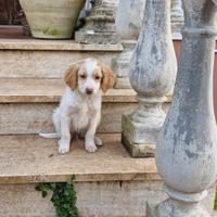 Cuccioli lagotto romagnolo jack russel