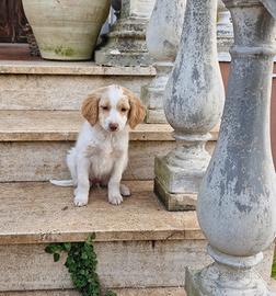 Cucciola lagotto romagnolo -jack russel