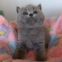 Brithis blu pronti ad ottobre