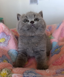 Brithis blu pronti ad ottobre