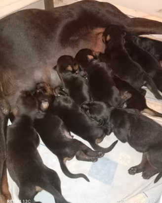 Dobermann
