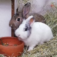 Coniglio nano maschio per monta